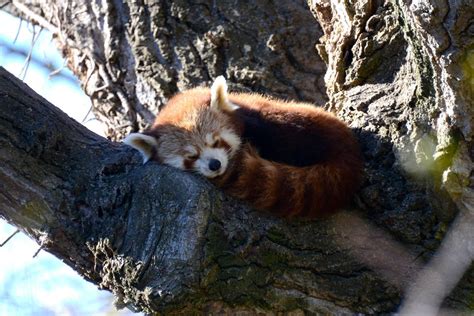 Progetto Panda Rosso Parco Natura Viva