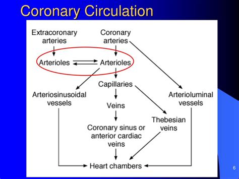 PPT - CORONARY CIRCULATION PowerPoint Presentation, free download - ID ...