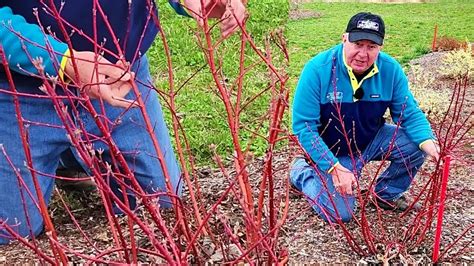 How To Prune Red And Colored Stem Dogwoods Youtube