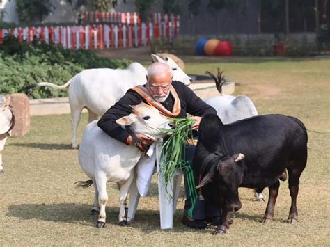 Punganur Cow: The world’s smallest and cutest cattle breed from India ...