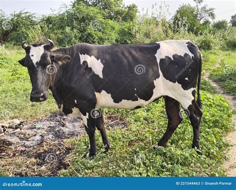 Indian milk cow stock image. Image of grassland, wildlife - 221544463