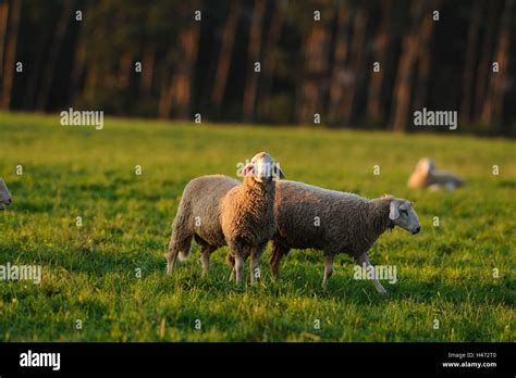 Domestic Sheep Ovis Orientalis Aries Side View Stand View In The