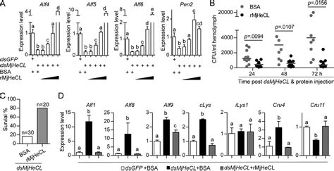 A Shrimp C Type Lectin Inhibits Proliferation Of The Hemolymph