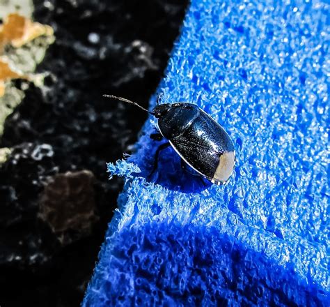 Beetle Blue Colour - Free photo on Pixabay - Pixabay