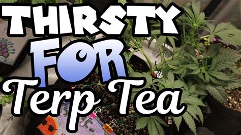 THIRSTY For TERP TEA Sour Crack Autoflower Day 28 Organic Easy