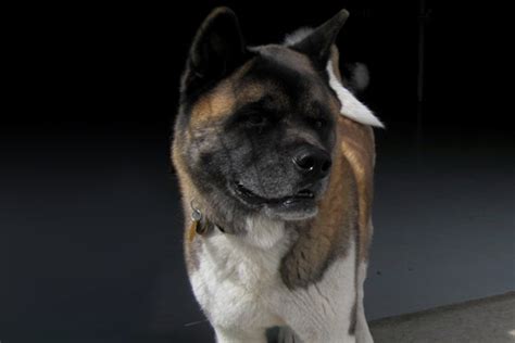 Akita - Altitude Dog Training