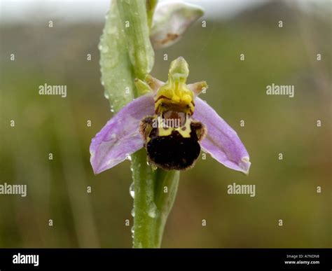 Bee Orchid Ophrys Apifera Stock Photo Alamy