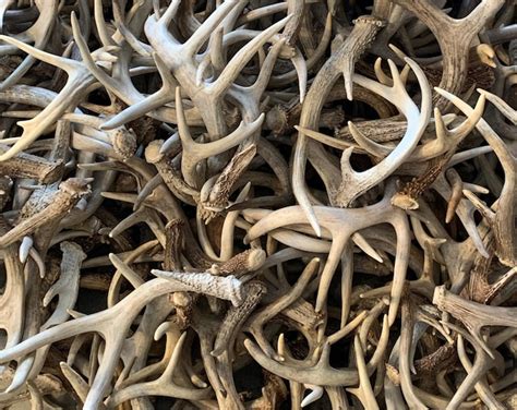 Bulk Craft Whitetail Deer Antlers No Broken Tines Or Tips Natural Real