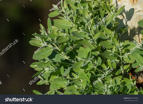 Leaves Eucalyptus Globulus Labill Tree Stock Photo Shutterstock