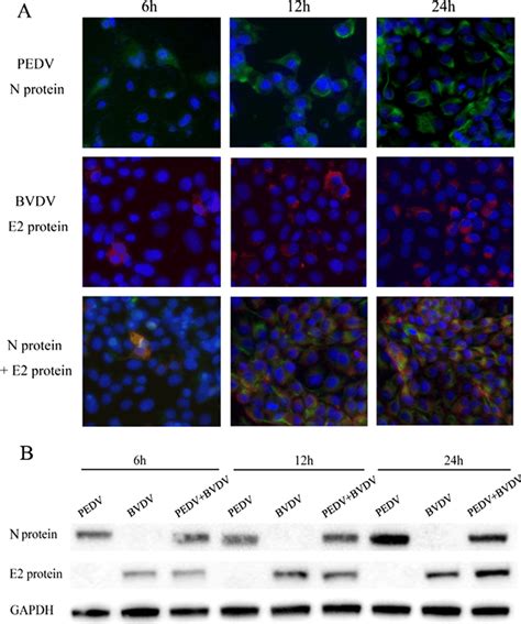 Pedv And Bvdv Coinfection In Pk Cells Pk Cells Were Monoinfected