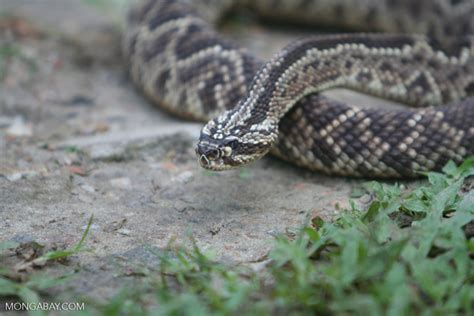 South American Rattlesnake Crotalus Durissus