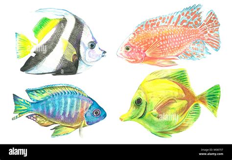 Tropical Fish Watercolor