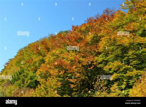 Deciduous trees in autumn Stock Photo - Alamy