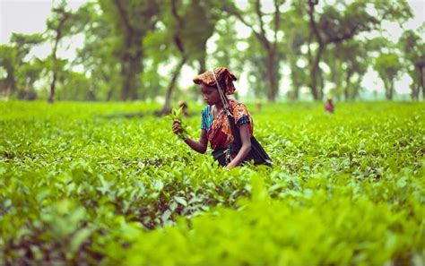 Beautiful Tea Gardens in Sylhet, Bangladesh - Hillw