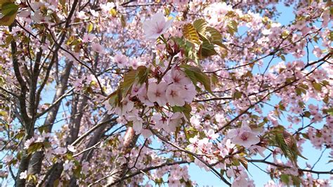 桜が散り始めるサインとは？ お天気 プラス