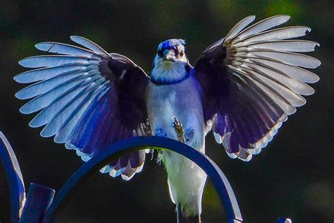 Blue Jay with Wings Spread — Rob Swanson Photography