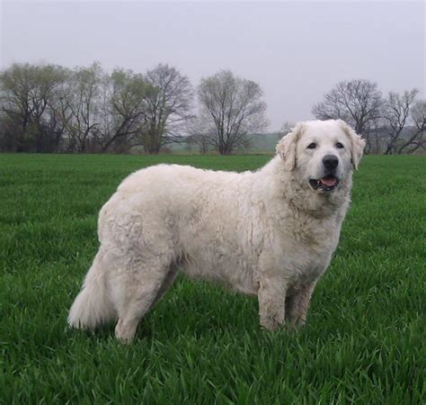 Kuvasz Dog Info Puppies Temperament Mixes Pictures