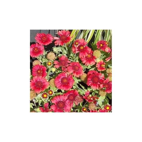 Gailardia O Cista Mesa Red Gaillardia Asristata L