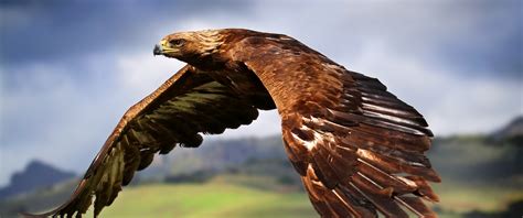 Raptor Wallpaper 4k Birds Of Prey Carnivorous Birds