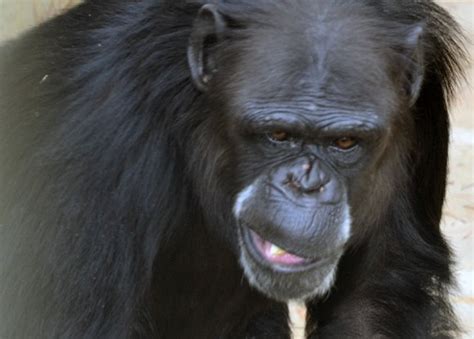 New Mexican Chimps Arrive Home For The Holidays