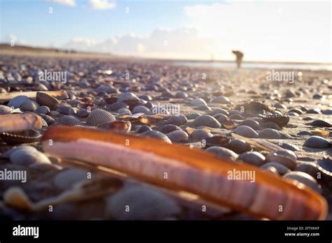 Muschelsammeln Hi Res Stock Photography And Images Alamy