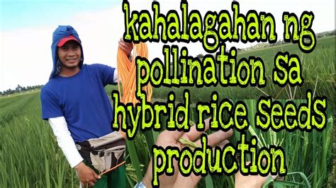 Kahalagahan Ng Pollination Sa Hybrid Rice Seed Production Alex Libano