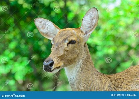 Eld S Deer Also Known As The Thamin Or Brow Antlered Deer Stock Image