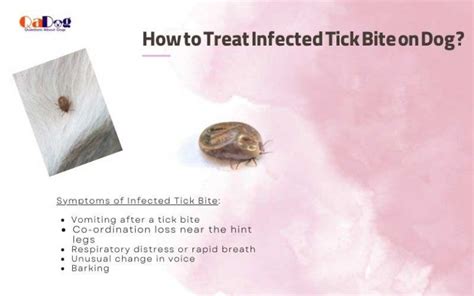 How to Treat Infected Tick Bite on Dog?