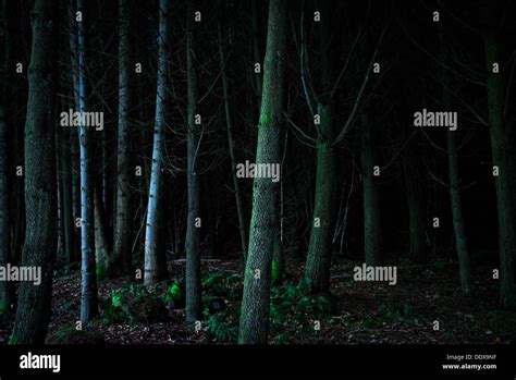 Trees in a dark forest Stock Photo - Alamy