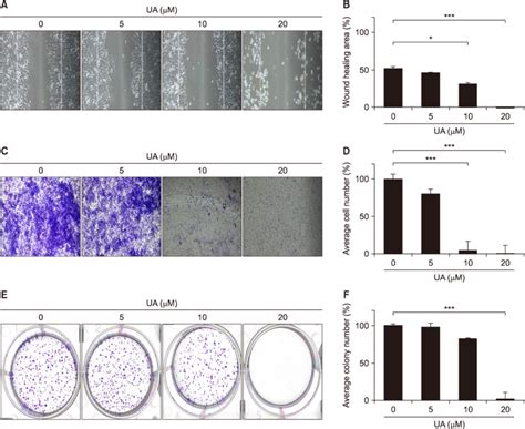 Effect Of Ursolic Acid Ua On Migration Invasion And Colony