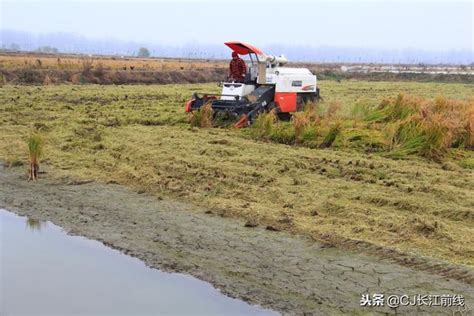 河南淮濱：家庭農場「稻魚共養」養出300萬的好收成（組圖） 每日頭條