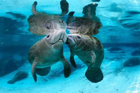 Manatees Wallpapers Wallpaper Cave