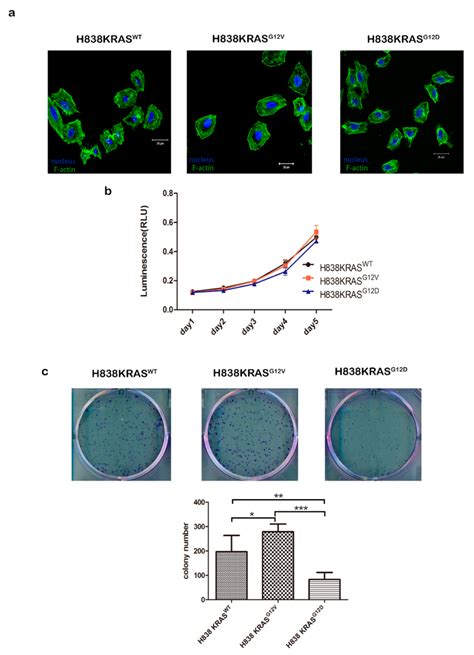 Krasg12v And Krasg12d Mutations Do Not Affect Cell Proliferation A