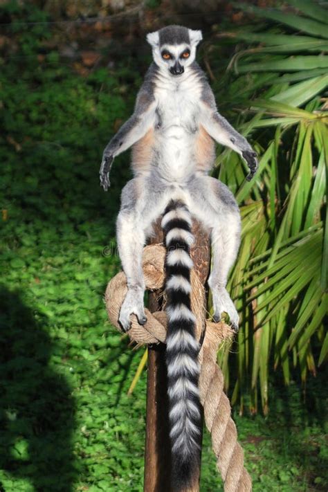 Lemur Sunbathing stock photo. Image of tail, resting - 17596360