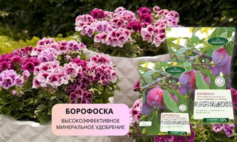 Подкормка пеларгонии для обильного цветения, обрезка, подготовка к зиме