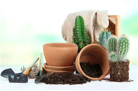 5 Differences Between Cactus Soil And Potting Soil - CactusCare