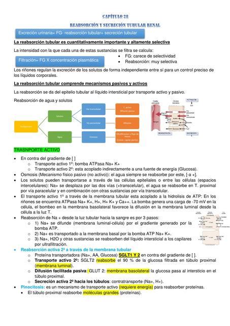 Reabsorción y Secreción Tubular Karen Felix uDocz