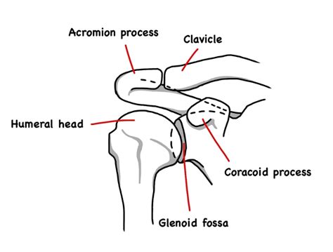 Rotation Anatomy