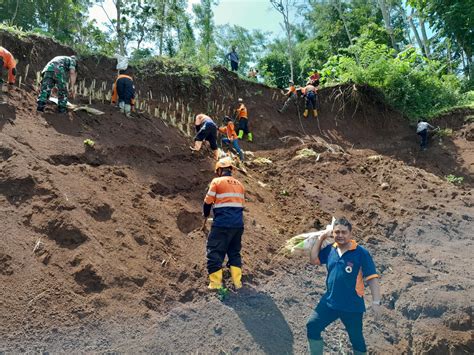 Berita Magelang Manfaat Vetiver Untuk Cegah Longsor