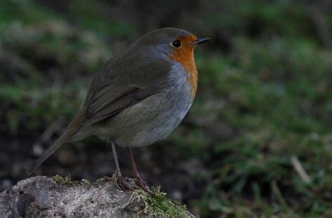 Cannock Chase wildlife