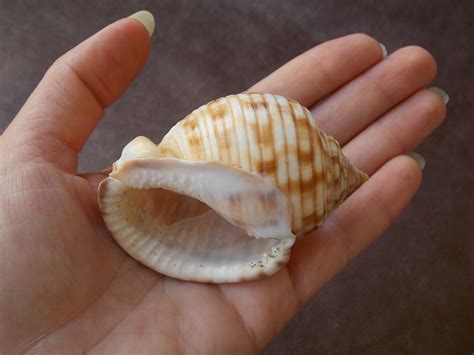 Collectible Scotch Bonnet Shell Big Natural Seashell Helmet Etsy