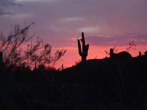 Premium Photo | Botanical gardens phoenix arizona