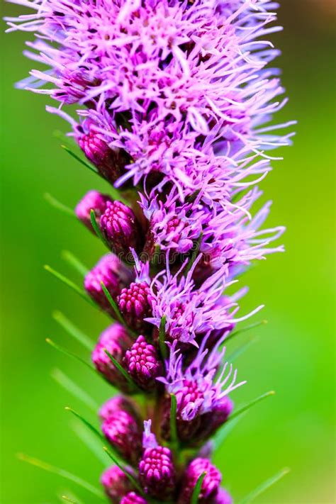 Purple Liatris Spicata Flowers With Green Leaves Background Summer