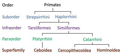 Modern Primate Taxonomy Biological Anthropology A Brief Introduction