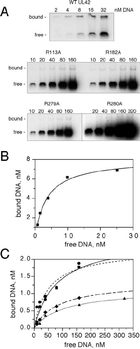 Dna Binding Affinity Of Wild Type And Mutant Ul Proteins A