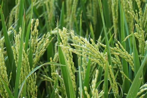 30 Seeds Basmati Long Grain Rice Oryza Sativa With Hull Etsy