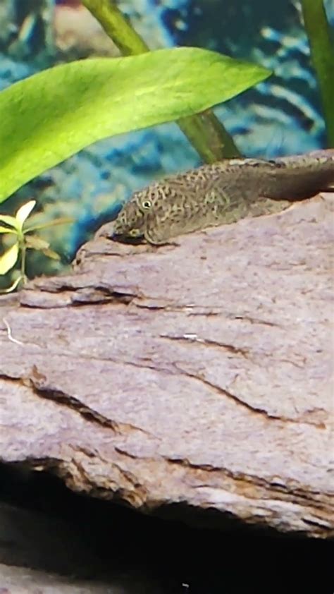 The Hillstream Loaches Are Good Algae Eaters Youtube