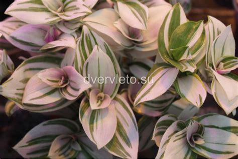 Купить укорененный черенок Традесканции Albiflora Pink Hill (розовый ...