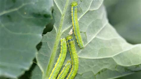 7 Ways To Protect Your Plants From Cabbage Moth Damage