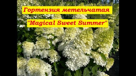 Гортензия метельчатая Мэджикал Свит Саммер Hydrangea paniculata Magical ...